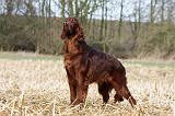 SETTER IRLANDAIS 419